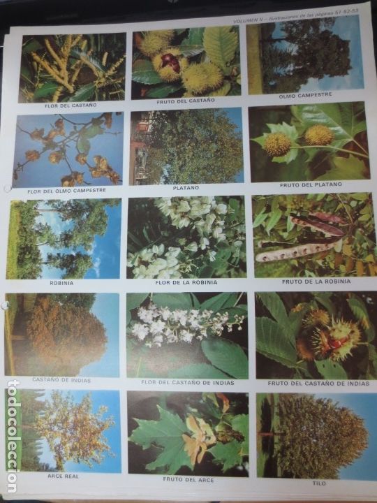 Coleccionismo cromos troquelados antiguos: LAMINA EDUCATIVA DE 15 CROMOS DE FRUTA