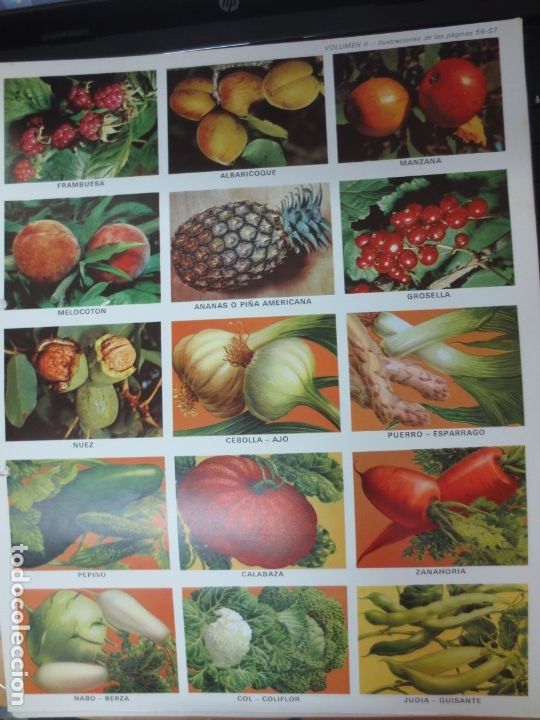 Coleccionismo cromos troquelados antiguos: LAMINA EDUCATIVA DE 15 CROMOS DE FRUTA