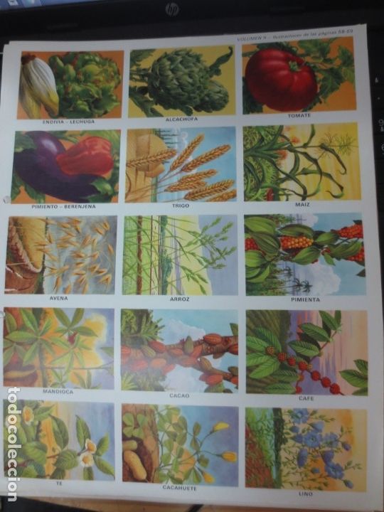 Coleccionismo cromos troquelados antiguos: LAMINA EDUCATIVA DE 15 CROMOS DE VERDURAS
