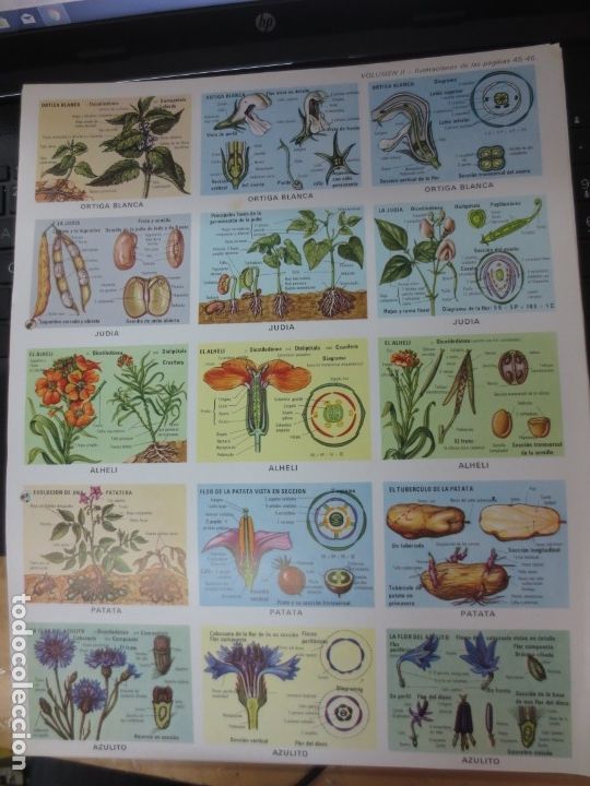 Coleccionismo cromos troquelados antiguos: LAMINA EDUCATIVA DE 15 CROMOS DE PLANTAS