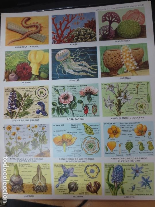 Coleccionismo cromos troquelados antiguos: LAMINA EDUCATIVA DE 15 CROMOS DE PLANTAS