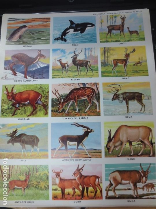Coleccionismo cromos troquelados antiguos: LAMINA EDUCATIVA DE 15 CROMOS DE CIERVOS, ORCA, NARVAL