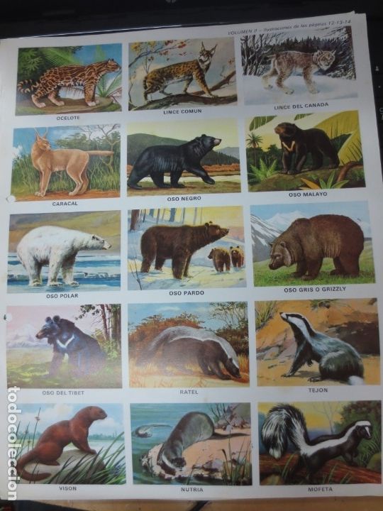 Coleccionismo cromos troquelados antiguos: LAMINA EDUCATIVA DE 15 CROMOS DE OSOS