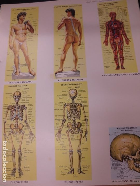 Coleccionismo cromos troquelados antiguos: LAMINA EDUCATIVA DE ANATOMIA