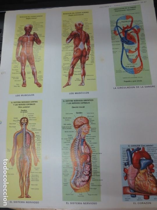 Coleccionismo cromos troquelados antiguos: LAMINA EDUCATIVA DE ANATOMIA