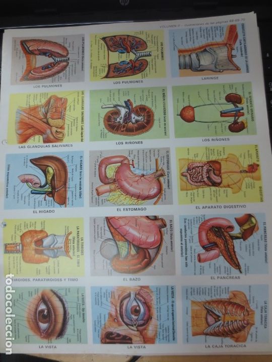 Coleccionismo cromos troquelados antiguos: LAMINA EDUCATIVA DE ANATOMIA