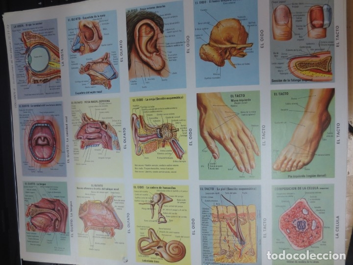 Coleccionismo cromos troquelados antiguos: LAMINA EDUCATIVA DE ANATOMIA