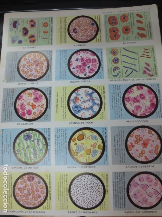 Coleccionismo cromos troquelados antiguos: LAMINA EDUCATIVA DE CIENCIA
