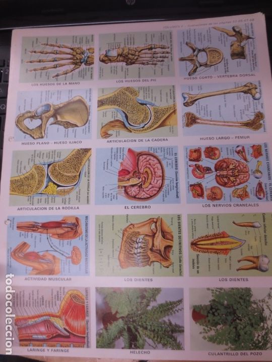 Coleccionismo cromos troquelados antiguos: LAMINA EDUCATIVA DE ANATOMIA - Foto 1