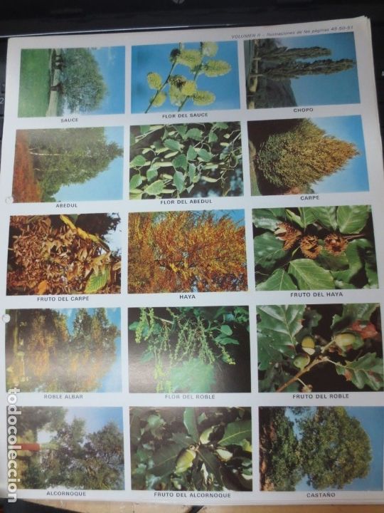 Coleccionismo cromos troquelados antiguos: LAMINA EDUCATIVA DE 15 CROMOS DE FRUTA