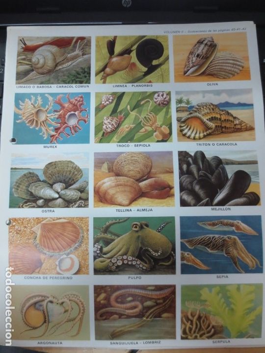 Coleccionismo cromos troquelados antiguos: LAMINA EDUCATIVA DE 15 CROMOS ZOOLOGIA