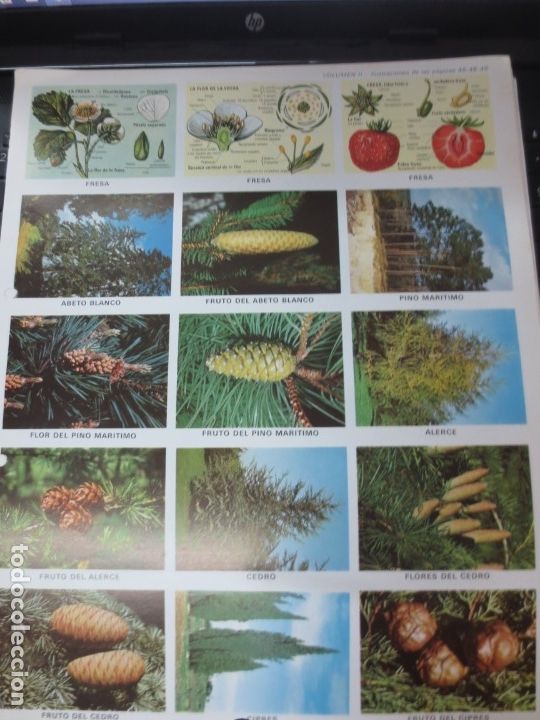 Coleccionismo cromos troquelados antiguos: LAMINA EDUCATIVA DE 15 CROMOS DE FRUTA
