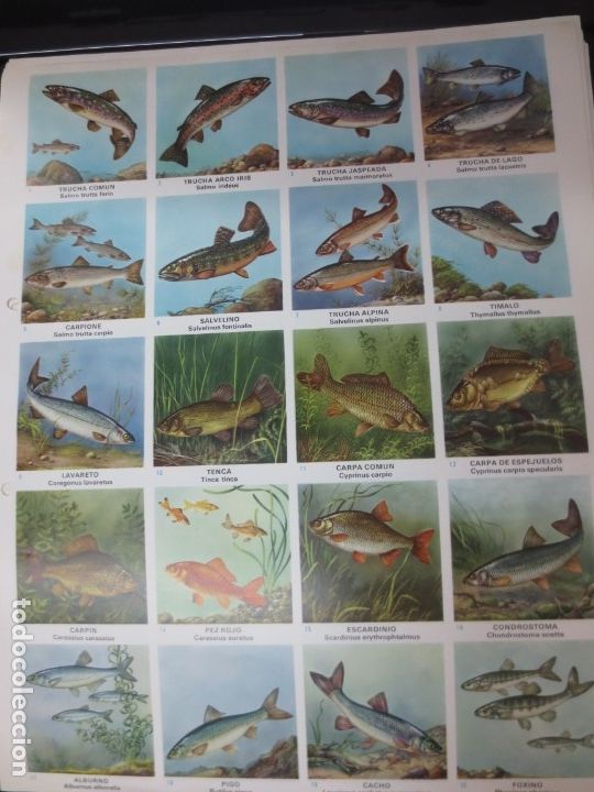 Coleccionismo cromos troquelados antiguos: LAMINA EDUCATIVA DE 20 CROMOS DE PESCADO