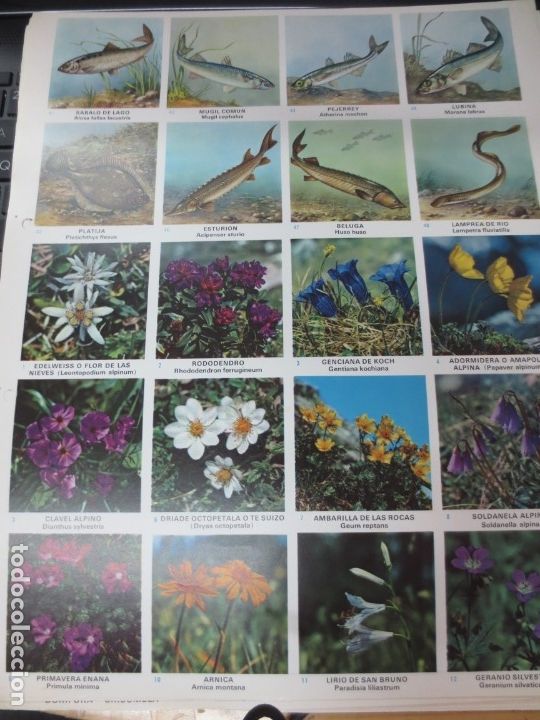 Coleccionismo cromos troquelados antiguos: LAMINA EDUCATIVA DE 20 CROMOS DE FLORES Y PESCADO