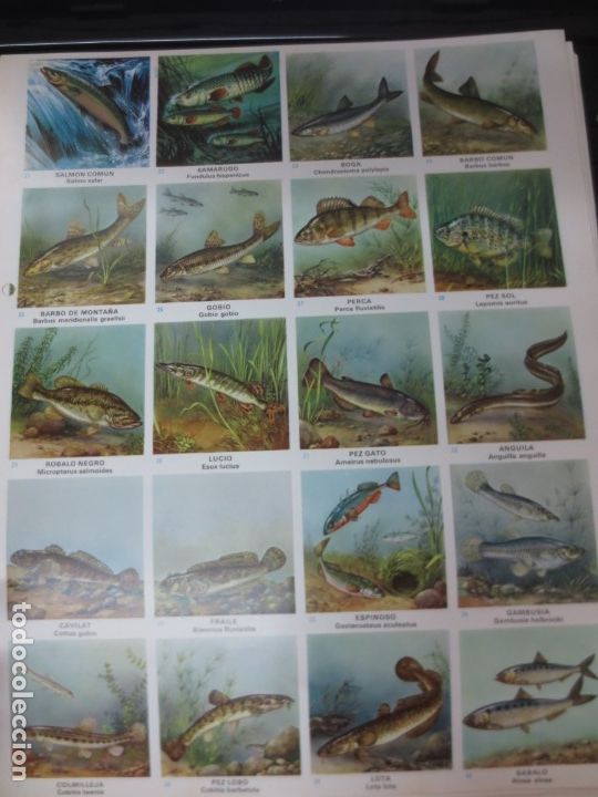 Coleccionismo cromos troquelados antiguos: LAMINA EDUCATIVA DE 20 CROMOS DE PESCADO