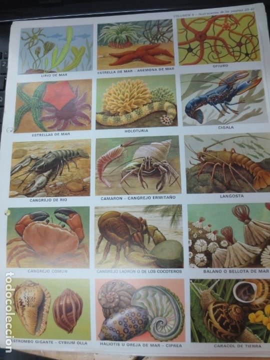 Coleccionismo cromos troquelados antiguos: LAMINA EDUCATIVA DE 15 CROMOS DE MARISCOS,CARACOLES, ESTRELLAS DEL MAR