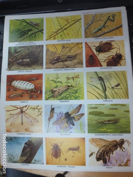 Coleccionismo cromos troquelados antiguos: LAMINA EDUCATIVA DE 15 CROMOS DE LIBELULAS, ABEJAS,,