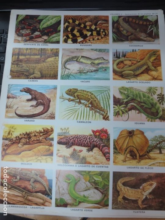 Coleccionismo cromos troquelados antiguos: LAMINA EDUCATIVA DE 15 CROMOS ECOLOGIA