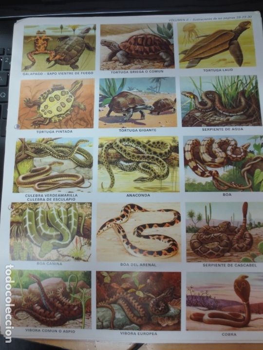 Coleccionismo cromos troquelados antiguos: LAMINA EDUCATIVA DE 15 CROMOS DE SERPIENTES Y TORTUGAS