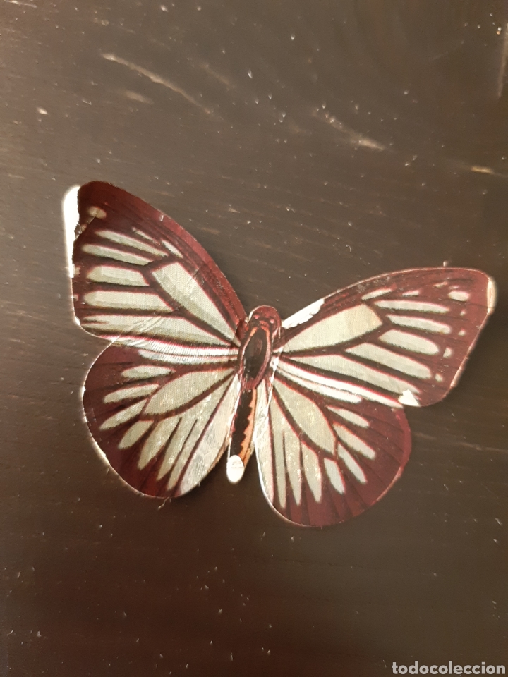 Colecionismo Cromos recortados antigos: PANRICO MARIPOSAS DEL MUNDO #69 PIERIDA VALERIA SIN PEGAR