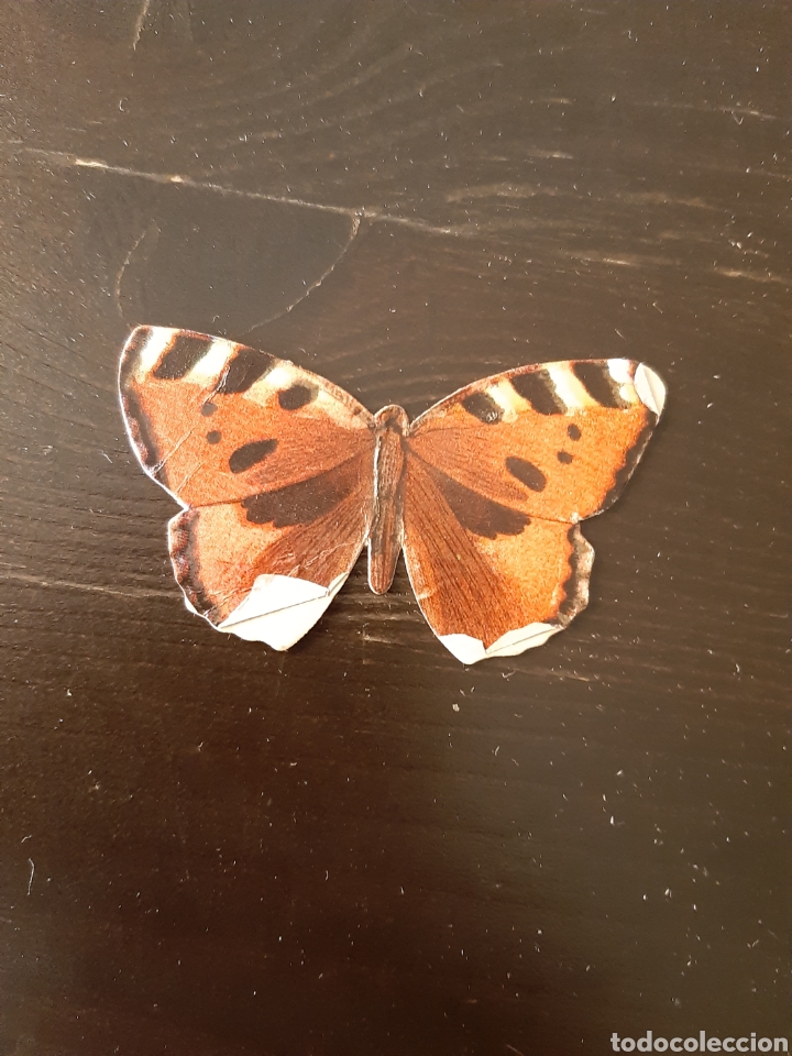 Colecionismo Cromos recortados antigos: PANRICO LAS CIEN MARIPOSAS MAS BELLAS DEL MUNDO #24 ORTIGUERA SIN PEGAR