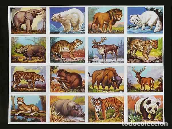 006 Animales salvajes – Láminas Siglo XXI