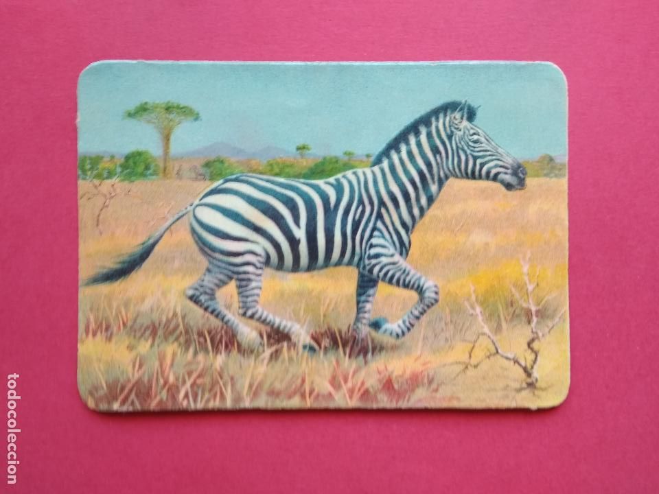 Sammeln alte gestanzte Sammelbilder: ANTIGUO CROMO TROQUELADO CEBRA SABANA SELVA