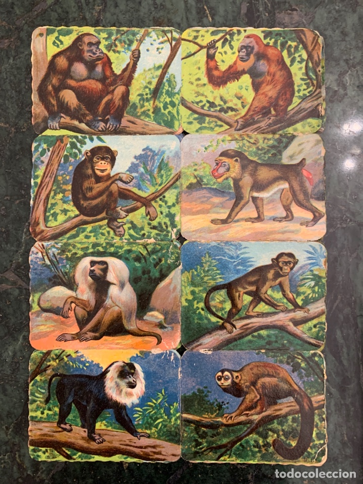 Colecionismo Cromos recortados antigos: TIRA DE 8 CROMOS TROQUELADOS ALEMANES, MONOS, A&ntilde;os 30-40?