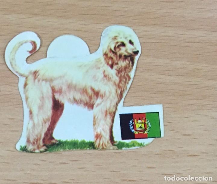 Colecionismo Cromos recortados antigos: CROMO ADHESIVO n&ordm; 66 PARA EL &Aacute;LBUM PERROS, RAZAS Y OR&Iacute;GENES, DE PANRICO (1972) - GALGO AFGHANO