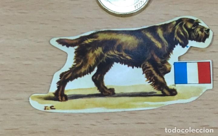 Colecionismo Cromos recortados antigos: CROMO ADHESIVO n&ordm; 13 PARA EL &Aacute;LBUM PERROS, RAZAS Y OR&Iacute;GENES, DE PANRICO (1972) - GRIFFON BOULET