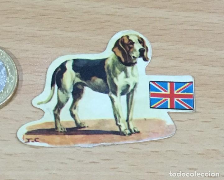 Colecionismo Cromos recortados antigos: CROMO ADHESIVO n&ordm; 91 PARA EL &Aacute;LBUM PERROS, RAZAS Y OR&Iacute;GENES, DE PANRICO (1972) - HARRIER