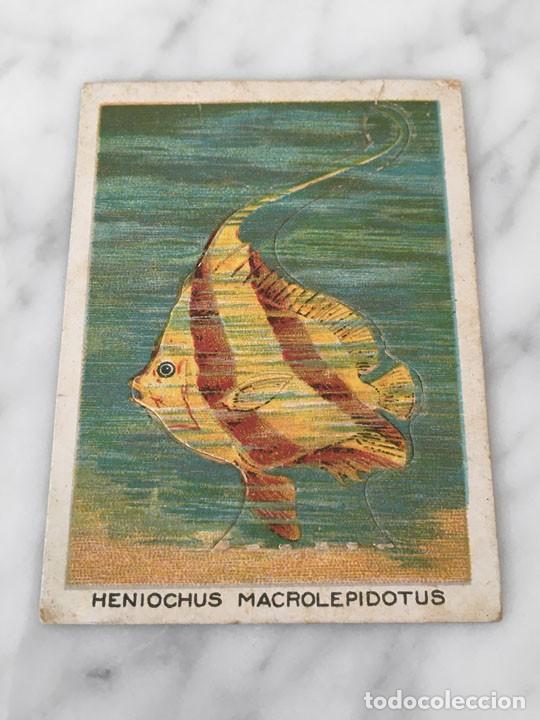 Sammeln alte gestanzte Sammelbilder: ANTIGUO CROMO TROQUELADO - HENIOCHUS MACROLEPIDOTUS - CBAT - PEZ CORAL