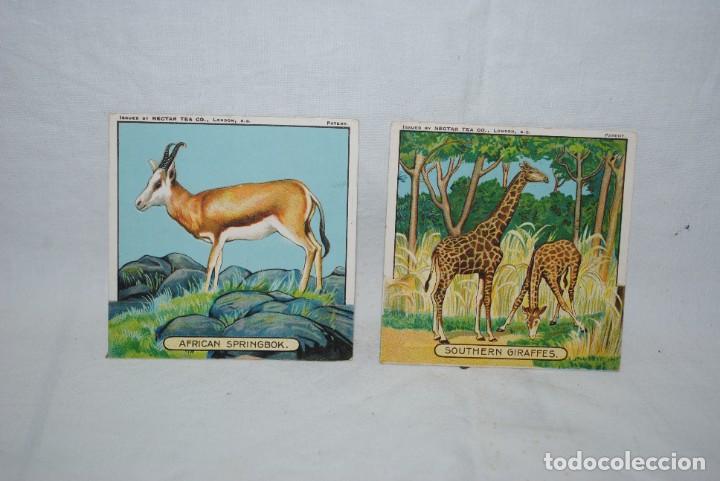 Coleccionismo cromos troquelados antiguos: TEA NECTAR CO . ANIMALES DE AFRICA . - Foto 1