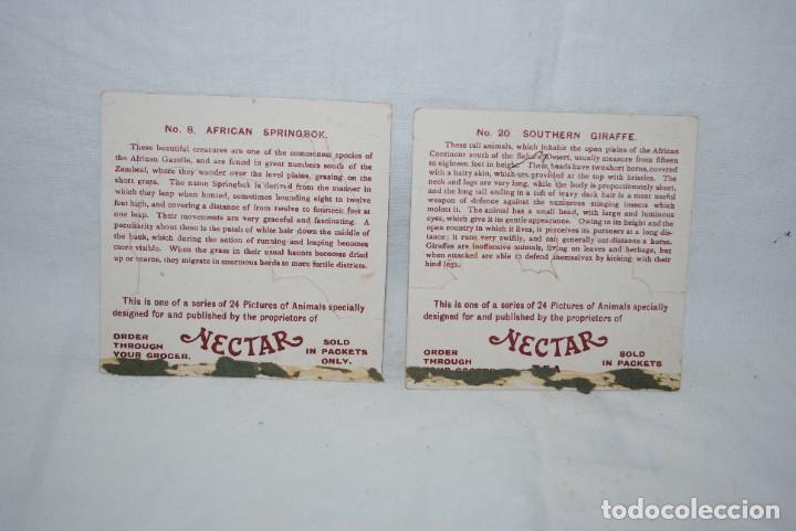 Coleccionismo cromos troquelados antiguos: TEA NECTAR CO . ANIMALES DE AFRICA . - Foto 2