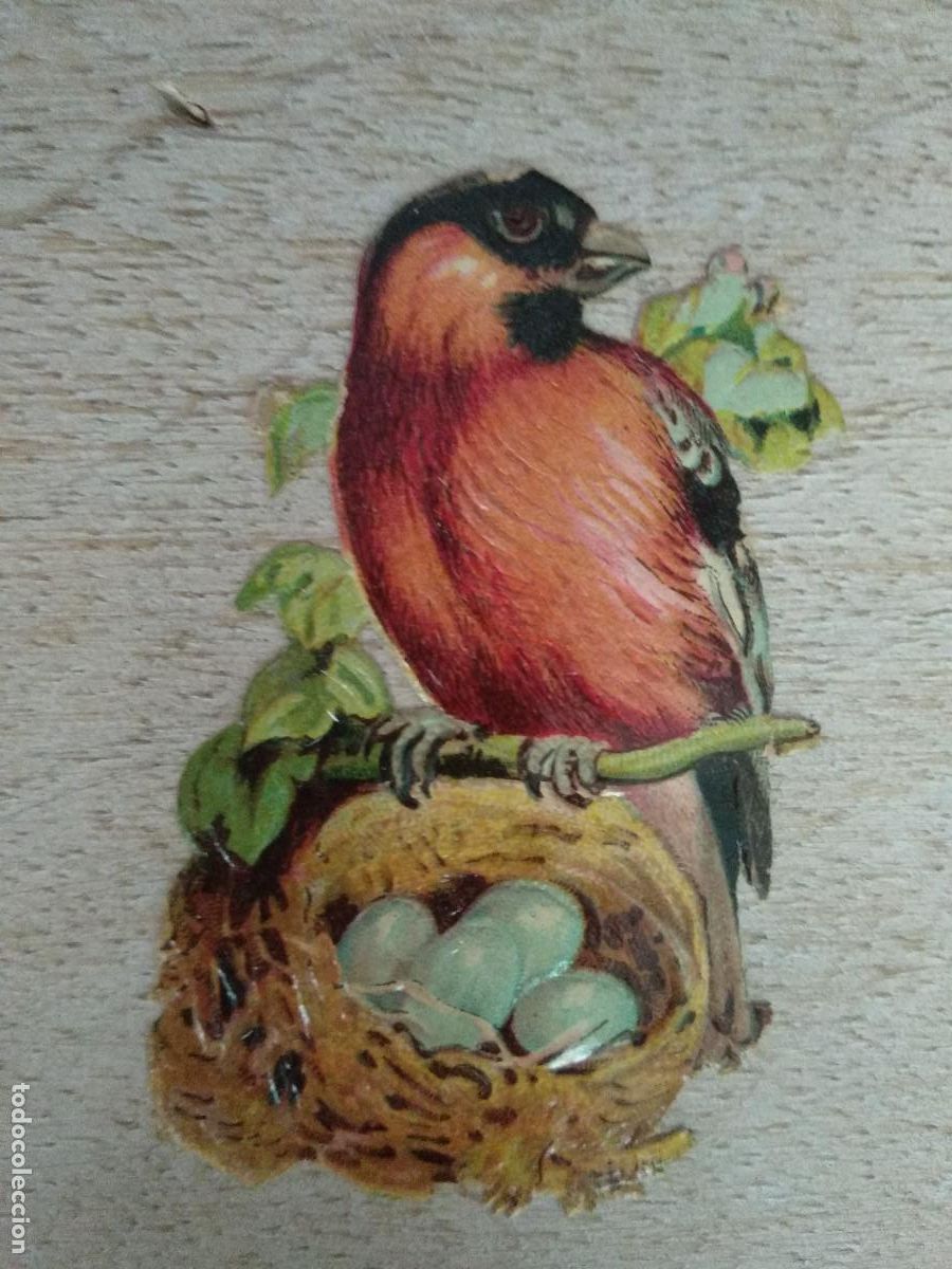 Collectable Antique Stamped Cards: CROMO TROQUELADO, AVE EN NIDO.