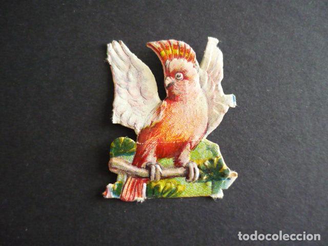 Coleccionismo cromos troquelados antiguos: LORO ANTIGUO CROMO TROQUELADO - Foto 1