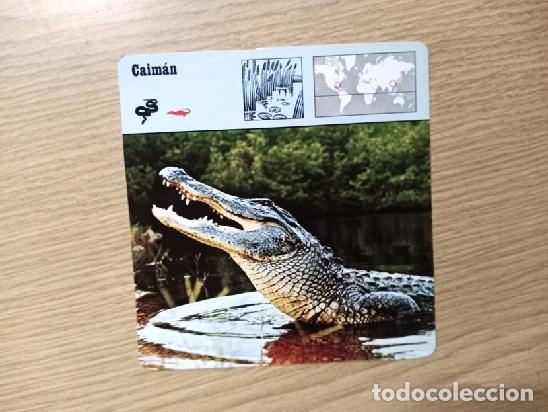Coleccionismo cromos troquelados antiguos: FICHA ANIMAL -- CAIMAN - Foto 1