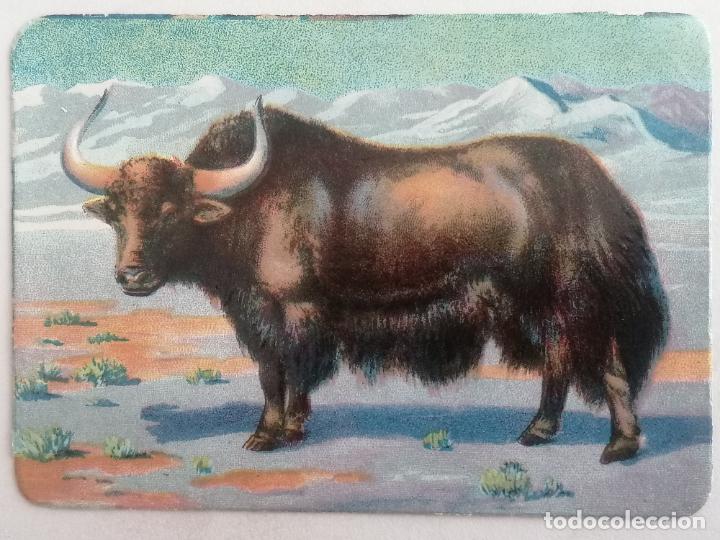 Collezionismo Figurine ritagliate antiche: CROMO TROQUELADO, SERIE ANIMALES, BUFALO, MEDIDA 12 X 8,5 CM