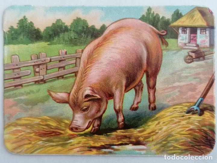 Collezionismo Figurine ritagliate antiche: CROMO TROQUELADO, SERIE ANIMALES, CERDO, MEDIDA 12 X 8,5 CM