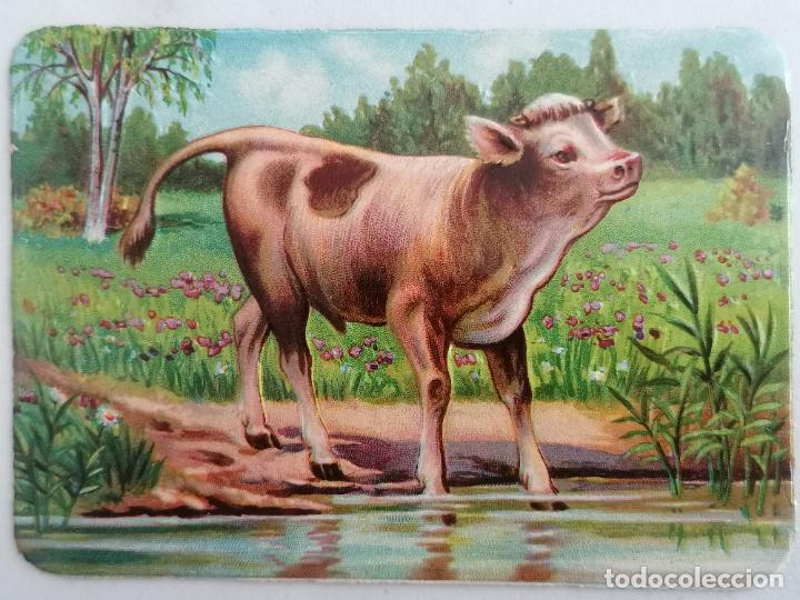 Collezionismo Figurine ritagliate antiche: CROMO TROQUELADO, SERIE ANIMALES, TERNERO, MEDIDA 12 X 8,5 CM