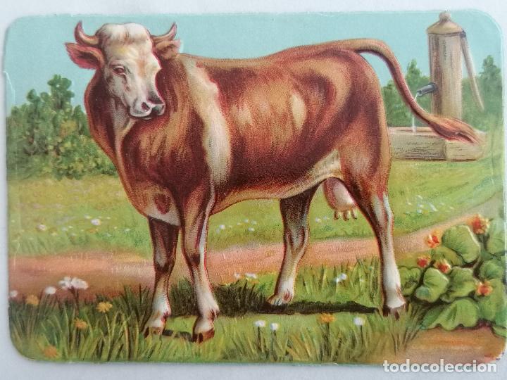 Coleccionismo Cromos troquelados antiguos: CROMO TROQUELADO, SERIE ANIMALES, VACA, MEDIDA 12 X 8,5 CM