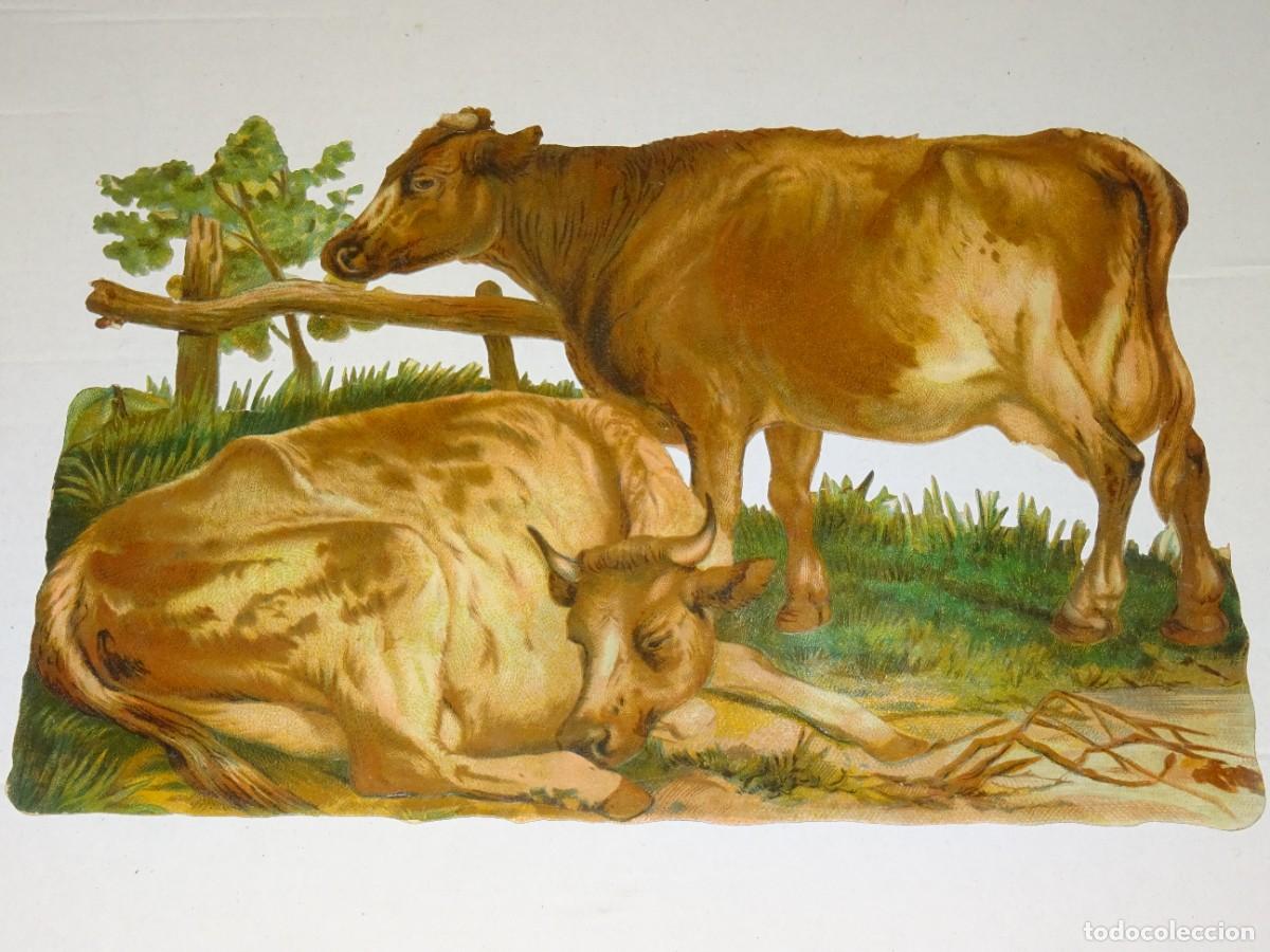 Collectable Antique Stamped Cards: (MA) CROMO TROQUELADO ANTIGUO ANIMAL VACAS - 24X16CM, SE&Ntilde;ALES DE USO