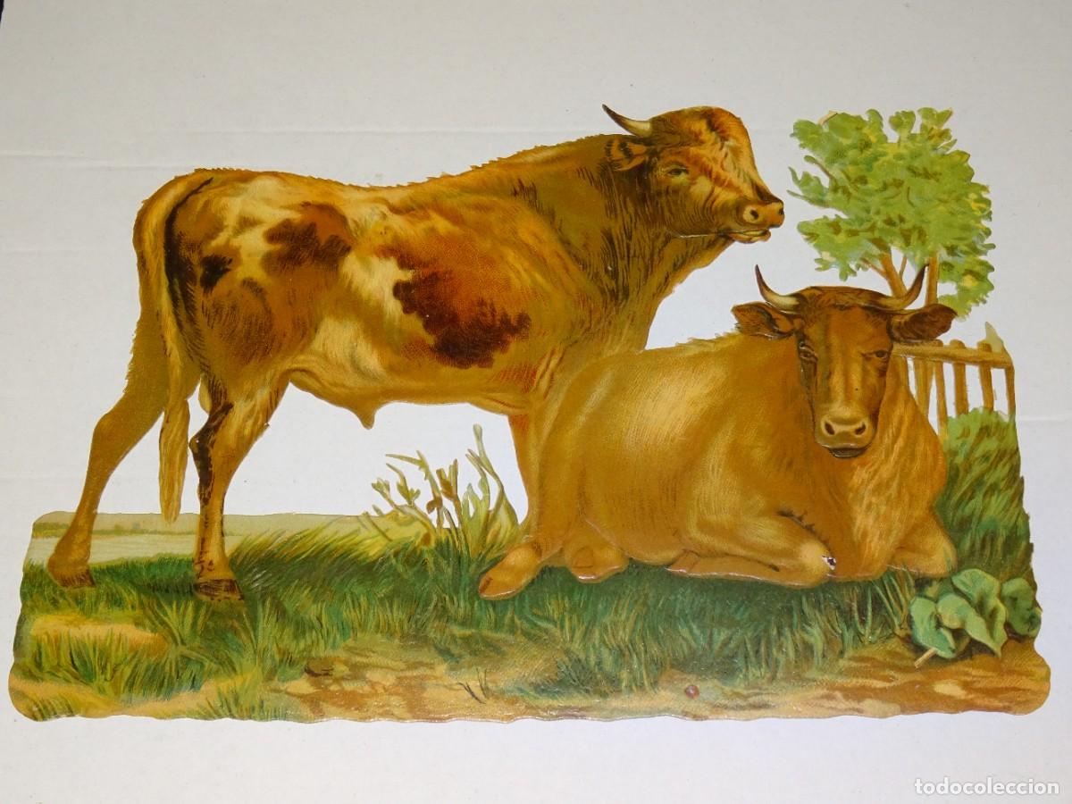 Collectable Antique Stamped Cards: (MA) CROMO TROQUELADO ANTIGUO ANIMAL VACAS - 24X16CM, SE&Ntilde;ALES DE USO