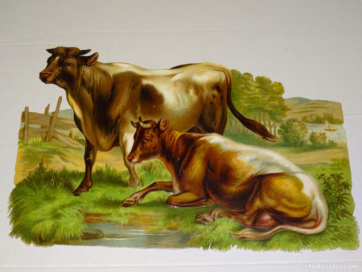 Collectable Antique Stamped Cards: (MA) CROMO TROQUELADO ANTIGUO ANIMAL VACAS - 24X16CM, SE&Ntilde;ALES DE USO