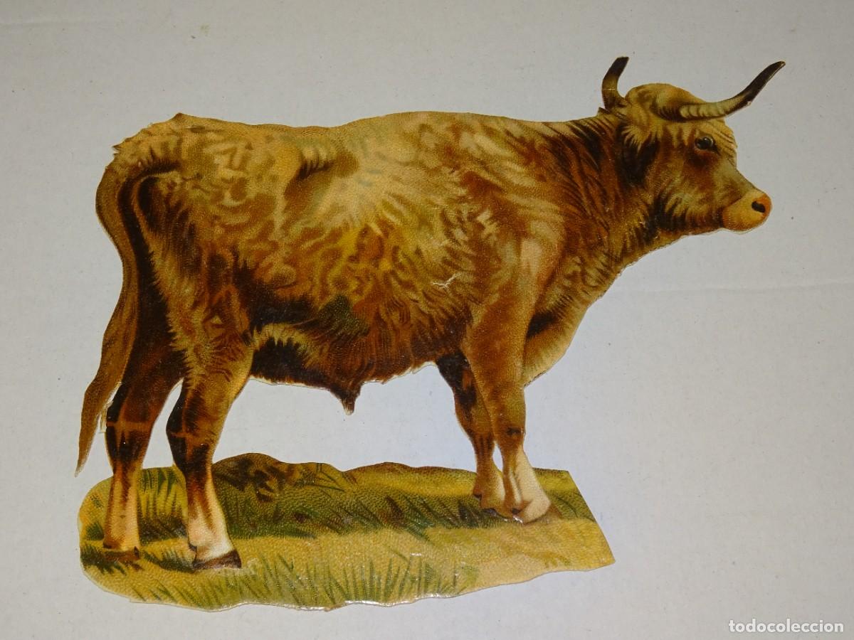 Collectionnisme Cartes &agrave; collectionner massicot&eacute;es anciennes: (MA) CROMO TROQUELADO ANTIGUO ANIMALES VACAS - 15X12CM, SE&Ntilde;ALES DE USO