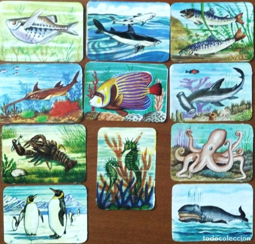 Collectionnisme Cartes &agrave; collectionner massicot&eacute;es anciennes: CR087 - ANIMALES MARINOS -PECES - LOTE 11 DECROMOS KR&Uuml;GER- BRILLO - RELIEVE - ALEMANIA