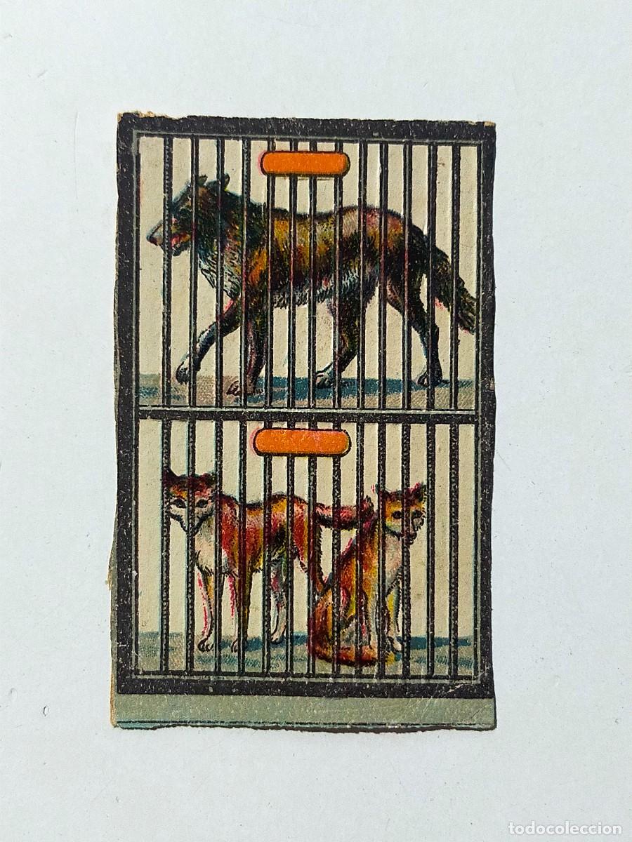 Coleccionismo Cromos troquelados antiguos: CROMO TROQUELADO: ANIMALES ENJAULADOS (Aprox 6 X 4 CM) - Finales XIX, Principios siglo XX