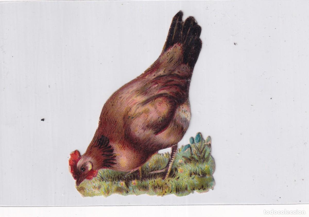 Sammeln alte gestanzte Sammelbilder: Precioso cromo troquelado Gallina. Sin publicidad. 9 x 7 cm