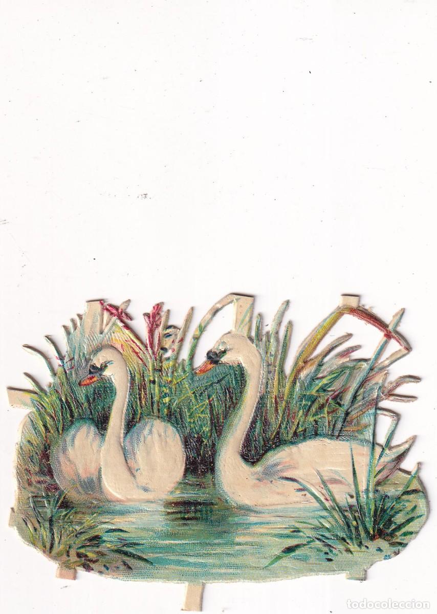 Sammeln alte gestanzte Sammelbilder: Cromo troquelado con relieve, Cisnes. Sin publicidad en el reverso. 7 x 6 cm