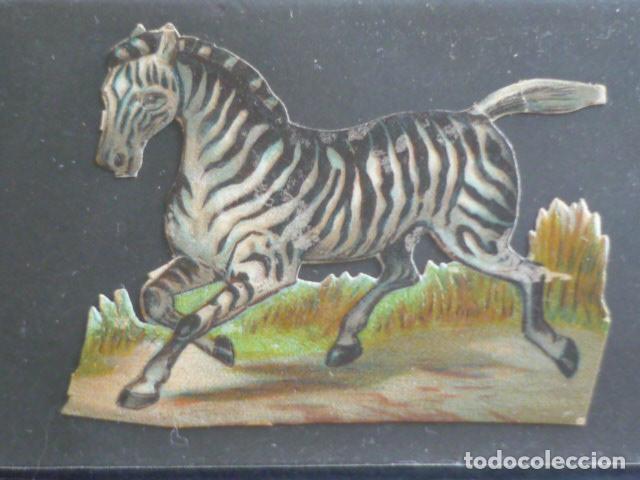 Coleccionismo cromos troquelados antiguos: CEBRA ANTIGUO CROMO TROQUELADO - Foto 1